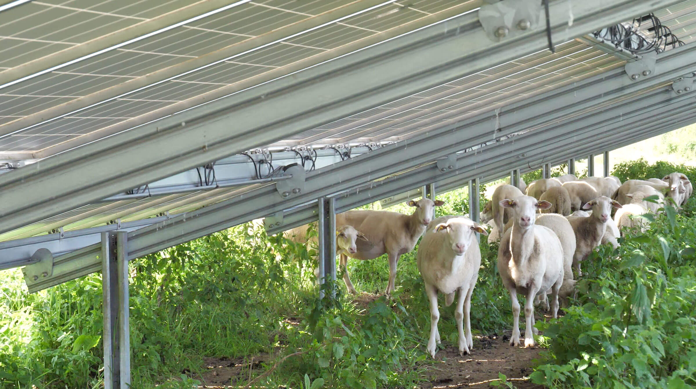 Bürgersolarpark Bundorf Schafe unter PV-Modulen