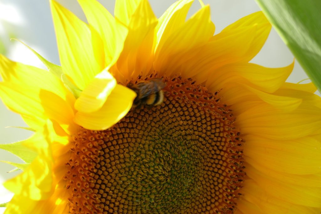 Sonnenblume