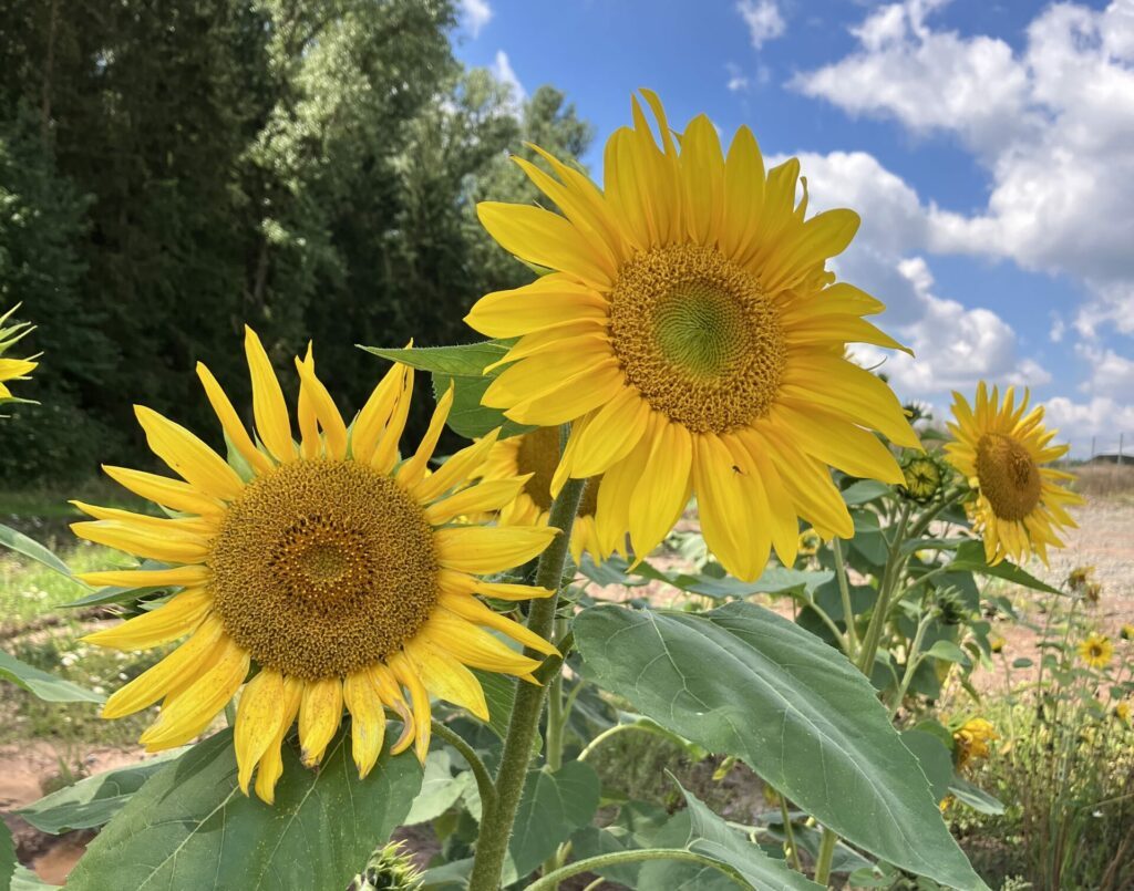 EGIS eG; Impressionen PV-Park Bundorf